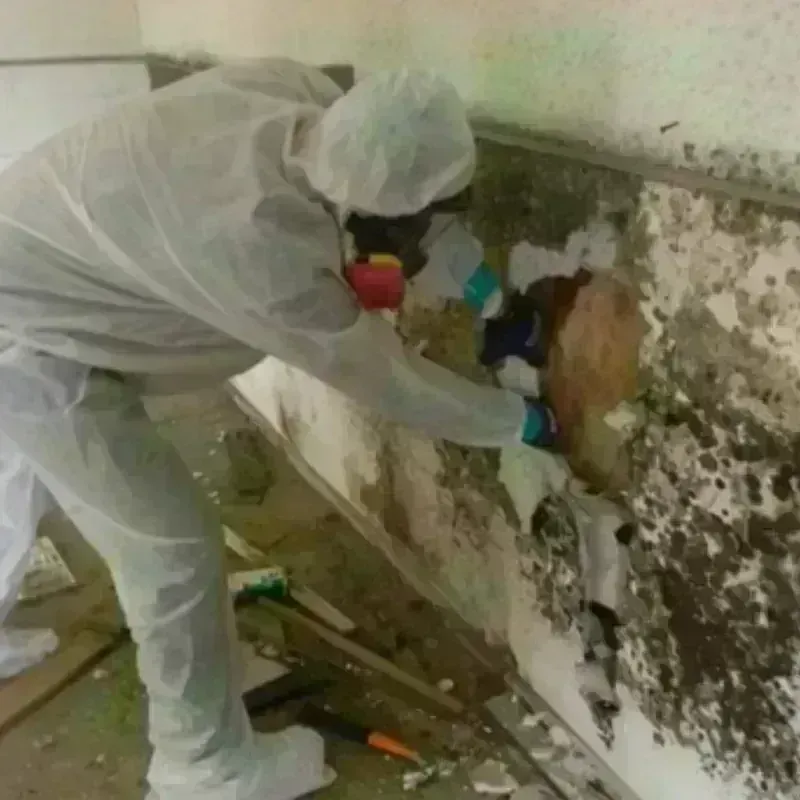 Mold Remediation and Removal in Sturbridge, MA